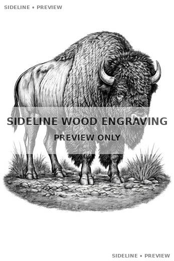Bison Engraving On Rocky Ground