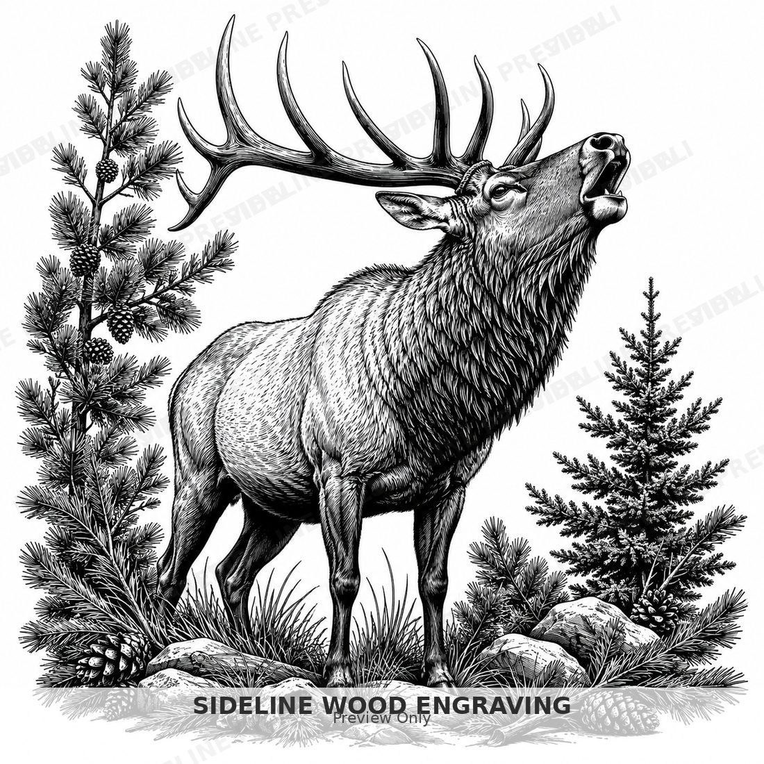 Elk in the wild