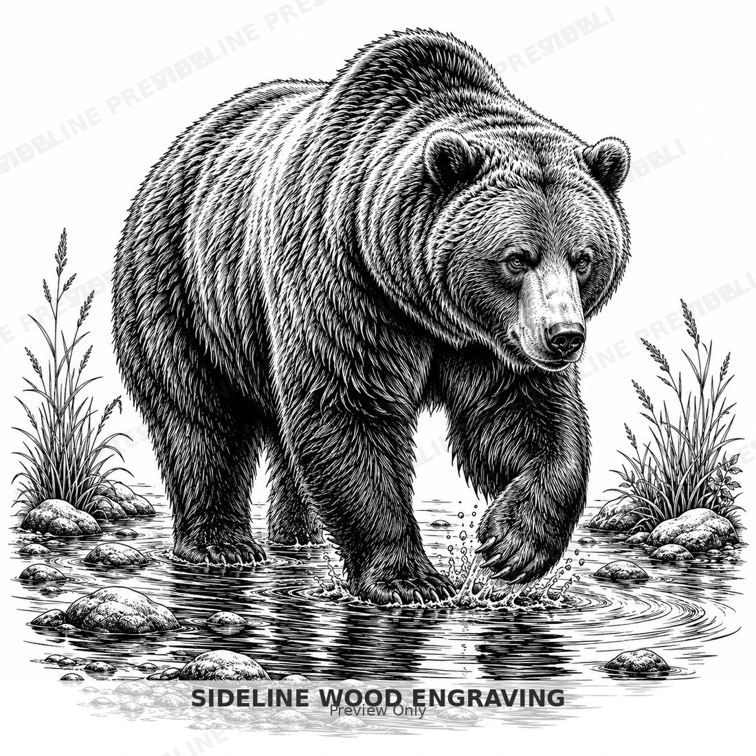 Grizzly bear wading through a stream